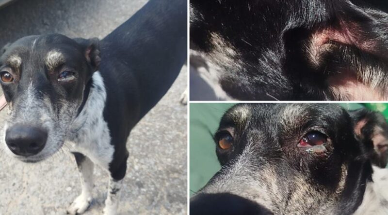 Cães são resgatados e tutora é presa por maus-tratos