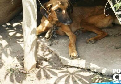 PCMG prende homem em flagrante por maus-tratos a animal