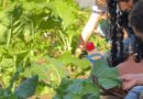 Projeto Mãos à Horta cresce e chega a novas escolas em Itabira