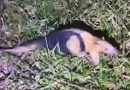 Tamanduá é resgatado após ser acuado por cães em rua de Itabira