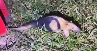Tamanduá é resgatado após ser acuado por cães em rua de Itabira