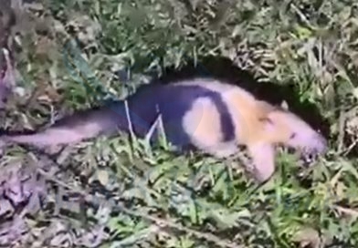 Tamanduá é resgatado após ser acuado por cães em rua de Itabira