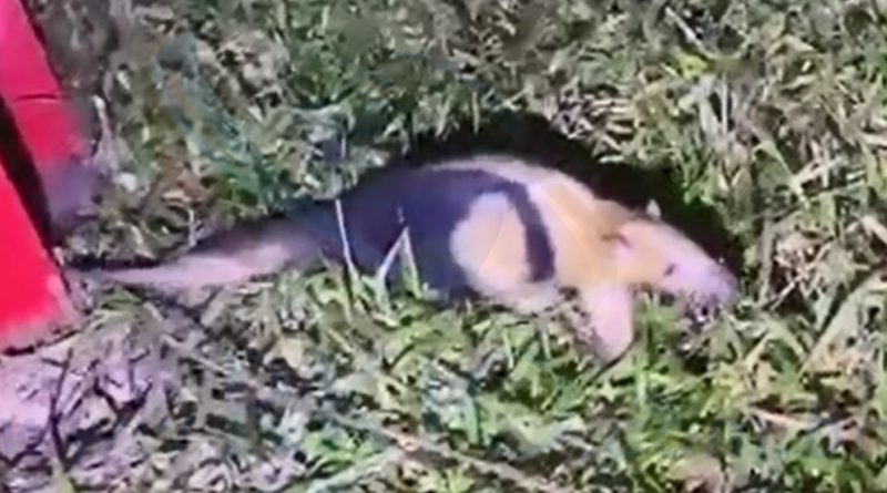 Tamanduá é resgatado após ser acuado por cães em rua de Itabira